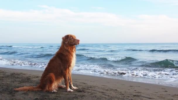 Cão Vermelho Senta Praia Nova Escócia Pato Pedágio Retriever Mar — Vídeo de Stock