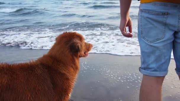 レッド ドッグは海岸に座ってる ノバスコシアダックは水で海の上を歩く — ストック動画