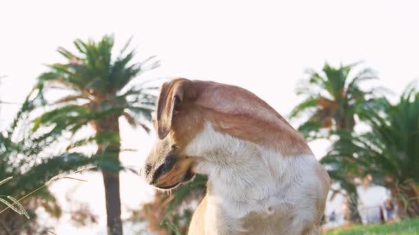 Red White Dog Park Backdrop Palm Trees Mix Breeds Nature — Stock Video