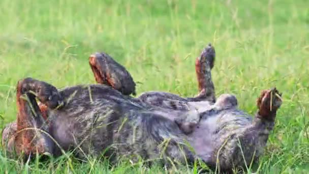 Cão Está Deitado Relva Brincar Engraçado Italiano Cana Corso Natureza — Vídeo de Stock