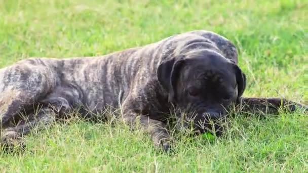 Собака Лежить Траві Грає Смішна Італійська Тростина Корсо Природі — стокове відео