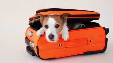 Çantadaki köpek. Bir evcil hayvanla seyahat etmek. Bej arka planda komik Jack Russell Terrier