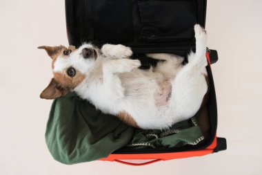 Çantadaki köpek. Bir evcil hayvanla seyahat etmek. Bej arka planda komik Jack Russell Terrier