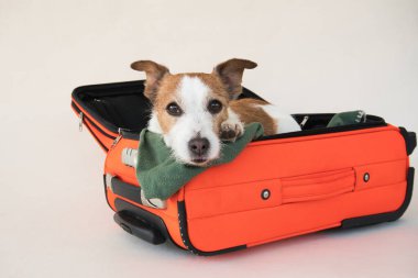 Çantadaki köpek. Bir evcil hayvanla seyahat etmek. Bej arka planda komik Jack Russell Terrier