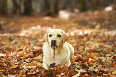 Zarif Labrador Retriever köpeği, bembeyaz, sakin bir orman yolunda, altın sonbahar yapraklarının çağlayanı arasında sessizce oturuyor, düşüşün özünü yakalıyor.