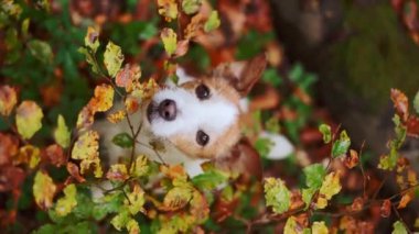 Komik Jack Russell Terrier ormanda, sonbahar yapraklarının arasından bakıyor, belirgin beyaz ve kahverengi işaretlerini sergiliyor.