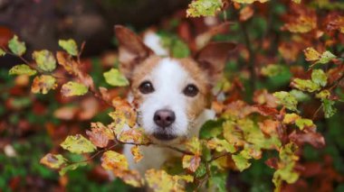 Komik Jack Russell Terrier ormanda, sonbahar yapraklarının arasından bakıyor, belirgin beyaz ve kahverengi işaretlerini sergiliyor.