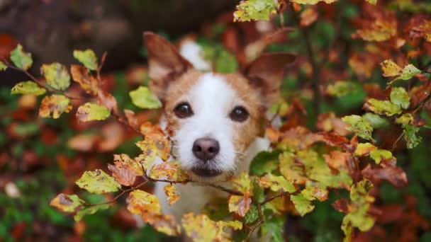 Divertente Jack Russell Terrier Nella Foresta Sbirciando Attraverso Foglie Autunnali — Video Stock