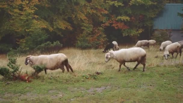 羊在靠近森林的秋天的草地上吃草 白色的毛绒绒动物平静地吃草 动物的天性 — 图库视频影像