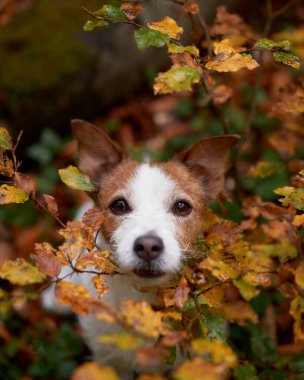 Meraklı Jack Russell Terrier ormanda sonbahar yapraklarının arasından süzülüyor, canlı gözlerini ve şakacı tavırlarını sergiliyor. Sonbaharda köpek