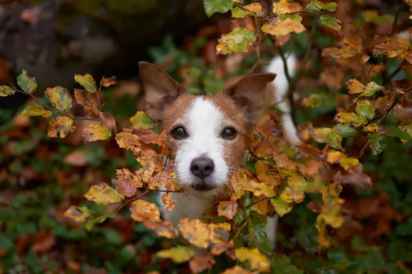 Funny Jack Russell Terrier in the forest, peering through autumn leaves, showcasing its distinctive white and brown markings