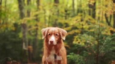 Nova Scotia Duck Tolling Retriever köpeği dingin bir ormanlık arazide canlı sonbahar yaprakları arasında dikkatlice oturuyor. Doğadaki köpek. 