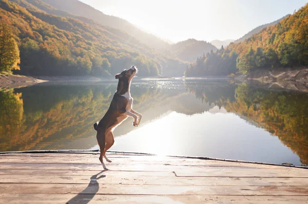 Mixed Breed Dog Elegantly Dancing on a Wooden Pier by a Tranquil Mountain Lake Amidst Shimmering Autumn Foliage