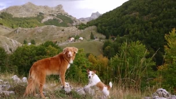 2匹の犬が山岳地帯にいる トローリング レトリーバーは その側に小さなジャック ラッセル テリアが立っている バックドロップには 険しい丘 散らばった岩 濃い緑があります — ストック動画