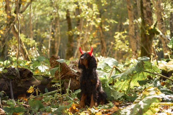 Dog with Devil Horns, Playful Gordon Setter in nature setting hinting at mischievous adventure. Illuminated by soft sunlight, amidst green foliage, portraying a humorous yet adventurous
