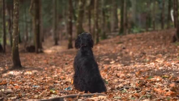 Собака Лесу Черный Гордон Сеттер Сидит Среди Опавших Осенних Листьев — стоковое видео