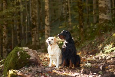 Ormanda İki Köpek. Beyaz bir Labrador Retriever ve siyah bir Gordon Setter huş ağaçlarının arasında duruyor. Etrafları yosun kaplı kaya ve yapraklarla çevrili..