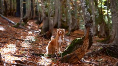 Ormandaki köpek, Nova Scotia Duck Tolling Retriever düşen sonbahar yapraklarının yanında duruyor. Arkaplanda dağınık ağaçlar ve bir keşif hissi var.