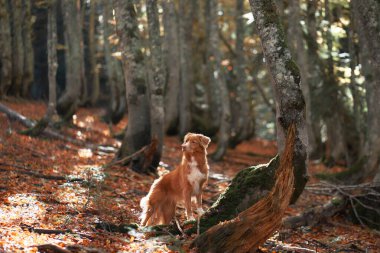 Ormandaki Köpek. Bir Nova Scotia Duck Tolling Retriever, yosun kaplı gövdeli uzun ağaçlarla çevrili, düşen yaprakların arasında duruyor. Sonbahar atmosferi 