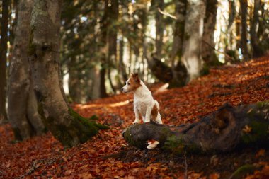 Ormandaki Köpek. Beyaz tenli bir köpek, Jack Russell Terrier, yaprak kaplı orman zemininde duruyor. Köpeğin etrafını saran yosunlu ağaçlar doğal bir ormanlık zemin oluşturuyor.