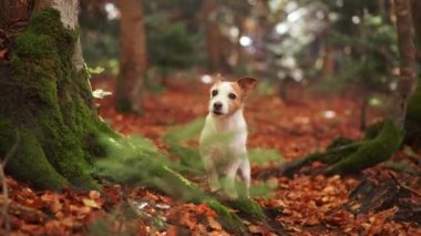 Ormandaki Köpek. Beyaz tenli bir köpek, Jack Russell Terrier, yaprak kaplı orman zemininde duruyor. Köpeğin etrafını saran yosunlu ağaçlar doğal bir ormanlık zemin oluşturuyor.