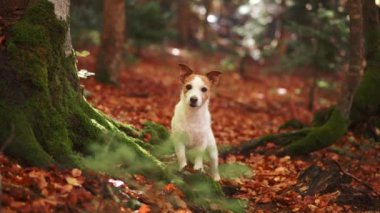 Ormandaki Köpek. Beyaz tenli bir köpek, Jack Russell Terrier, yaprak kaplı orman zemininde duruyor. Köpeğin etrafını saran yosunlu ağaçlar doğal bir ormanlık zemin oluşturuyor.
