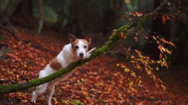 Ormandaki köpek, Terrier köpeği sık bir ormanda sonbahar yaprakları arasında düşen bir ağaç dalında tetikte durur. Sonbaharda Evcil Hayvan 
