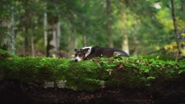 Ormanda Dinlenen Köpek, Macera Ayarlama. Rahat bir melez köpek sık bir ormanda yosunlu bir kütüğün üzerinde uzanıyor. Bu da doğa keşfi ve orman macerasını çağrıştırıyor.