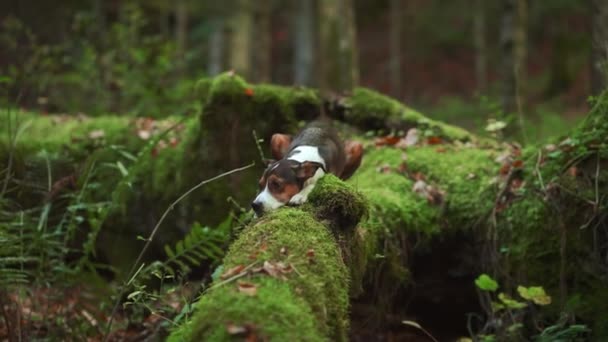 Dog Resting Forest Adventure Setting Relaxed Mixed Breed Dog Lies — Stock Video