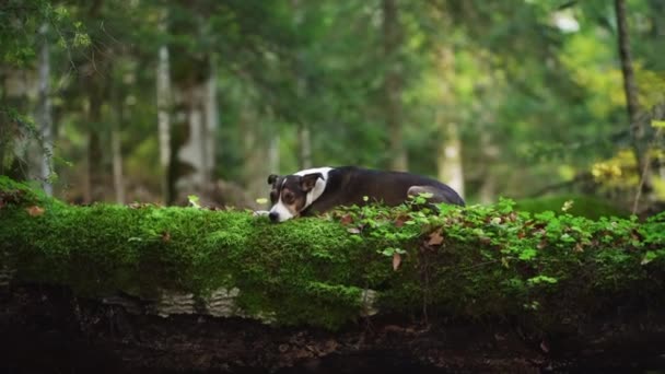 在森林里休息 冒险设定 一只松懈的杂交种狗躺在茂密的森林里的长满青苔的圆木上 这唤起了一种自然探索和林地探险的感觉 — 图库视频影像