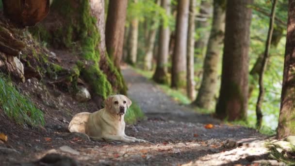 Cão Floresta White Labrador Retriever Sentado Calmamente Pela Trilha Uma — Vídeo de Stock