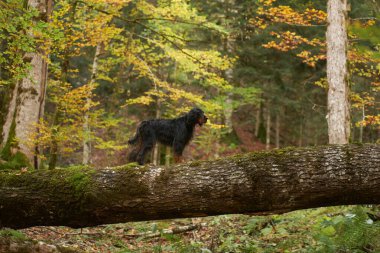 Kara Gordon Setter Log 'da, Gordon Setter adında bir köpek sonbahar ormanındaki yosun kaplı bir kütükte duruyor, macera ve açık hava keşiflerini çağrıştırıyor.