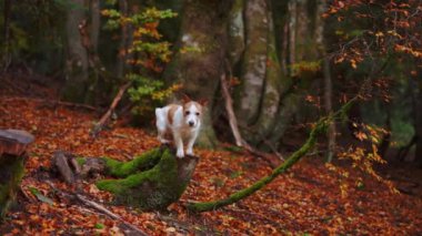 Sonbahar Ormanı 'ndaki köpek: Bir Jack Russell Terrier, düşen yaprakların arasındaki yosunlu bir kütükte dikkatle duruyor, sonbahar ağaçlarıyla çevrili. Macera ve yürüyüş teması için mükemmel