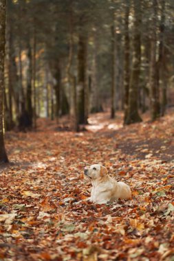 Sonbahar Ormanı 'ndaki Labrador, sakin bir Labrador köpeği uzun ağaçların arasındaki yaprakların arasında dinleniyor, maceralı bir orman yürüyüşünün özünü yakalıyor.