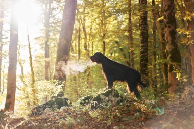 Gordon Setter Ormanda, uzun kürklü siyah köpek güneşli ağaçların arasında yosunlu kayaların üzerinde duruyor, macera ve doğanın özünü yakalıyor.