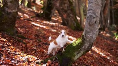 Jack Russell Terrier ormanda bir ağaca tırmanıyor. Sonbahar yapraklarının ortasındaki enerjik köpek aktif olarak araştırıyor, bir macera hissi veriyor. 