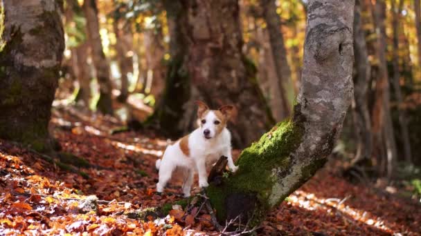 ジャック ラッセル テリアが森に木を登る 秋の葉のなかでエネルギッシュな犬が活発に探検し 冒険の感覚を示唆する — ストック動画
