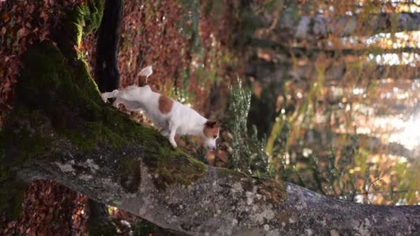 Jack Russell Terrier Escalade Arbre Dans Forêt Chien Énergique Milieu — Video