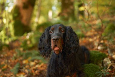 Gordon Setter Portresi, uzun dalgalı saçlı, orman yapraklarıyla çevrili, doğada macera ve seyahat hissi uyandıran siyah bir köpek.