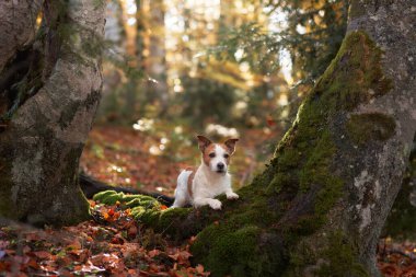 Ormandaki Jack Russell Terrier, küçük beyaz-kahverengi köpek yosun kaplı ağaçlarda dinleniyor, orman maceralarının ruhunu temsil ediyor.