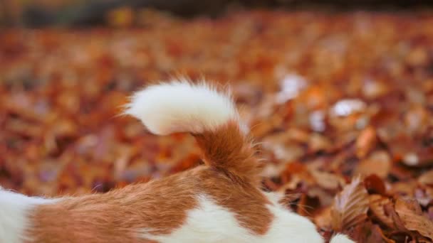 Beyaz Kahverengi Köpek Kuyruğu Nun Yakın Çekimi Sonbahar Yapraklı Bir — Stok video