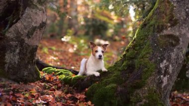 Ormandaki Jack Russell Terrier, küçük beyaz-kahverengi köpek yosun kaplı ağaçlarda dinleniyor, orman maceralarının ruhunu temsil ediyor.