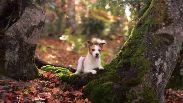 Jack Russell Terrier Forest Pequeño Perro Blanco Marrón Descansa Sobre — Vídeos de Stock