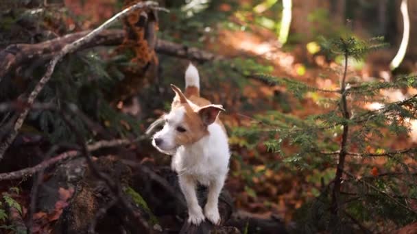 Jack Russell Terrier Forest Pequeño Perro Blanco Marrón Descansa Sobre — Vídeo de stock