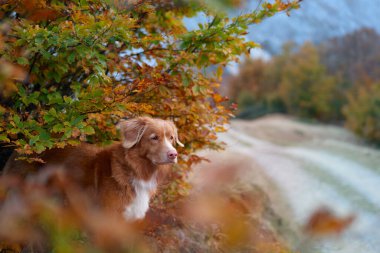 Sonbaharın ortasında Nova Scotia Duck Tolling Retriever. Odaklanmış bir köpek canlı düşen yaprakların arasında duruyor, vahşi doğa gezileri ve huzurlu keşifleri çağrıştırıyor.