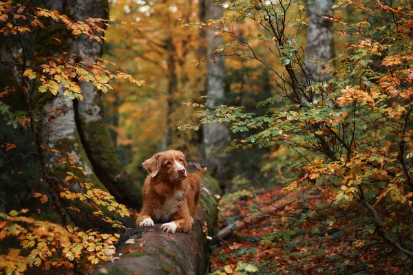 Ormanda Nova Scotia Duck Tolling Retriever. Düşen yaprakların ve yeşil ağaçların arasında gezen köpek doğa yürüyüşlerinin özünü yakalıyor.