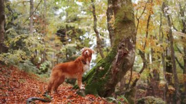 Nova Scotia Duck Tolling Retriever, Autumn Woods 'da. Nova Scotia Duck Tolling Retriever, sonbahar yapraklarıyla çevrili yosunlu bir ağacın yanında duruyor. Açık hava macerasının ruhunu yansıtıyor.