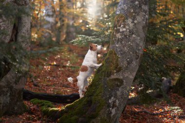 Jack Russell Terrier ormanda bir ağaca tırmanıyor. Sonbahar yapraklarının ortasındaki enerjik köpek aktif olarak araştırıyor, bir macera hissi veriyor. 