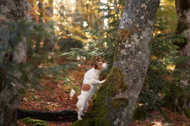 Jack Russell Terrier ormanda bir ağaca tırmanıyor. Sonbahar yapraklarının ortasındaki enerjik köpek aktif olarak araştırıyor, bir macera hissi veriyor. 