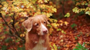 Sonbaharda Nova Scotia Duck Tolling Retriever. Köpek canlı bir sonbahar yeşilliğinin ortasında duruyor, macera ve orman yolculuğu hissi yayıyor.